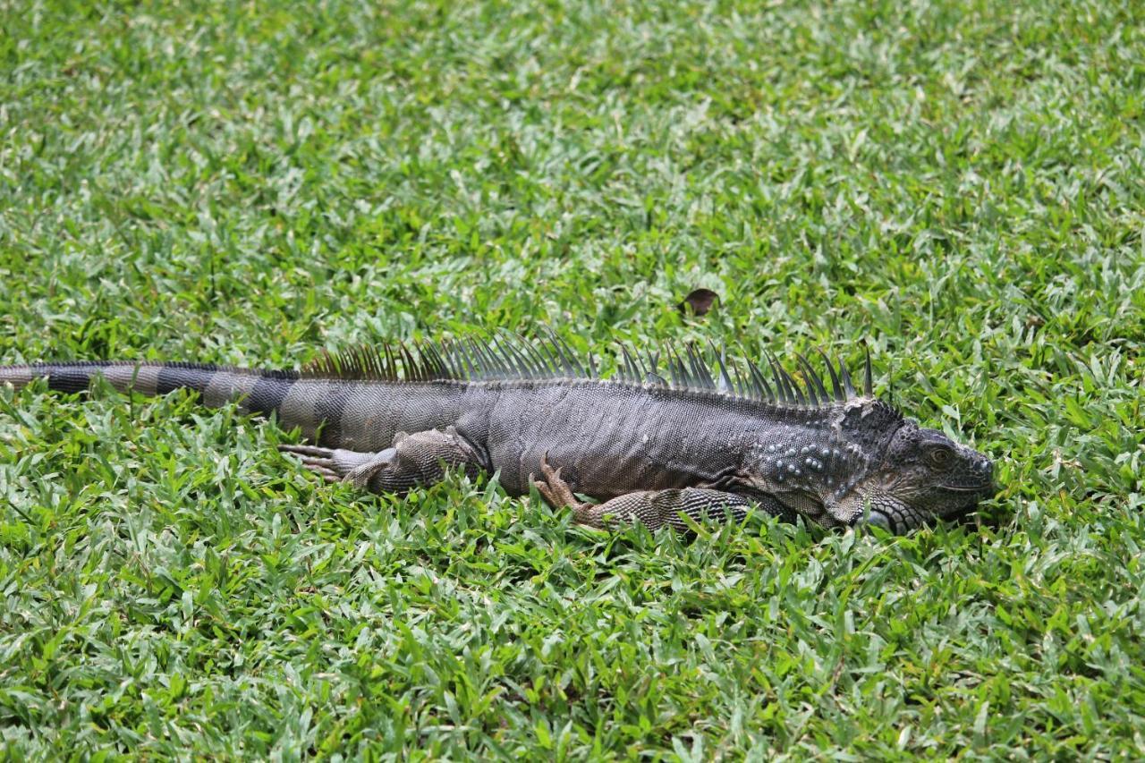 Iguana Libre Hotell Dominical Exteriör bild