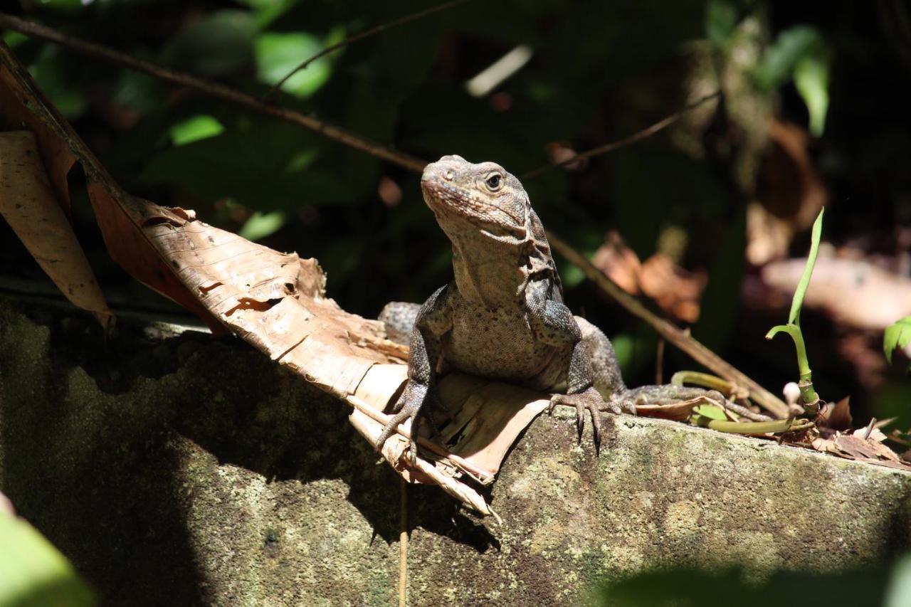 Iguana Libre Hotell Dominical Exteriör bild